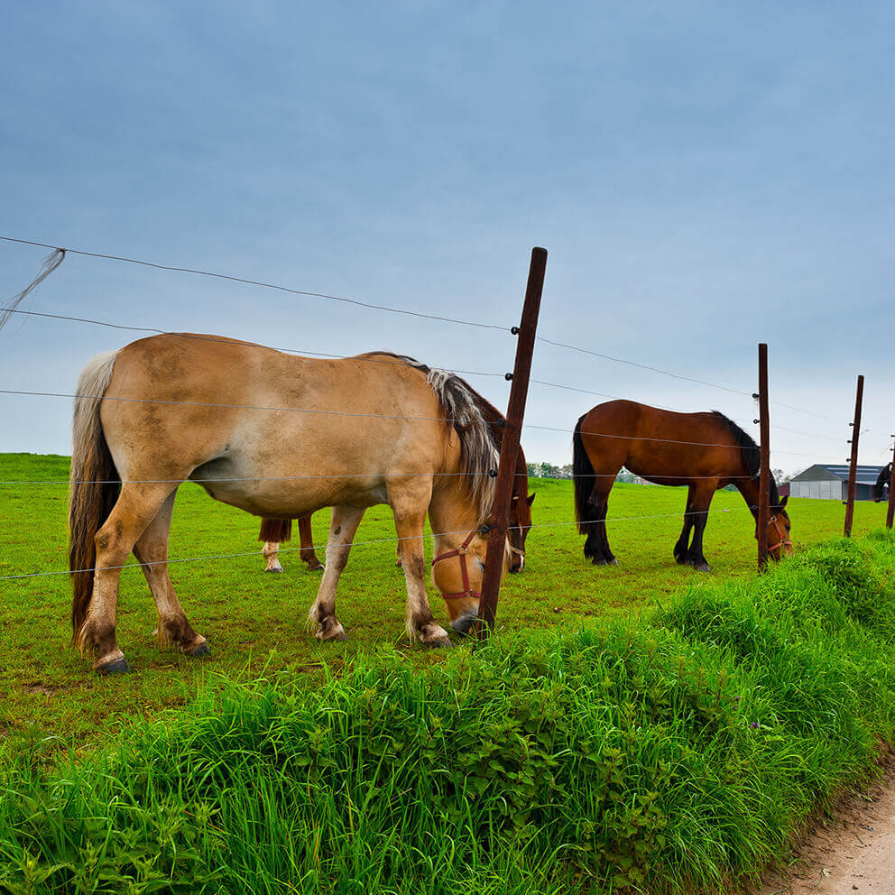 Una cerca protegiendo a unos caballos