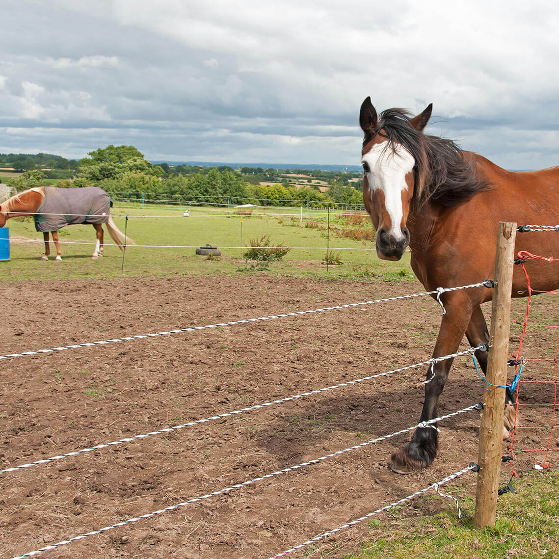 Un caballo viendo una cerca eléctrica